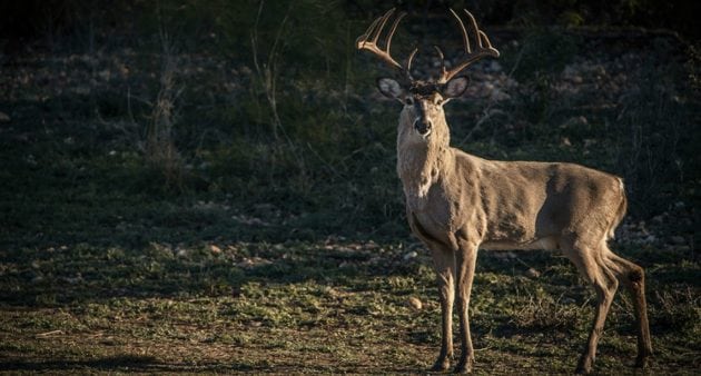 best deer hunting state